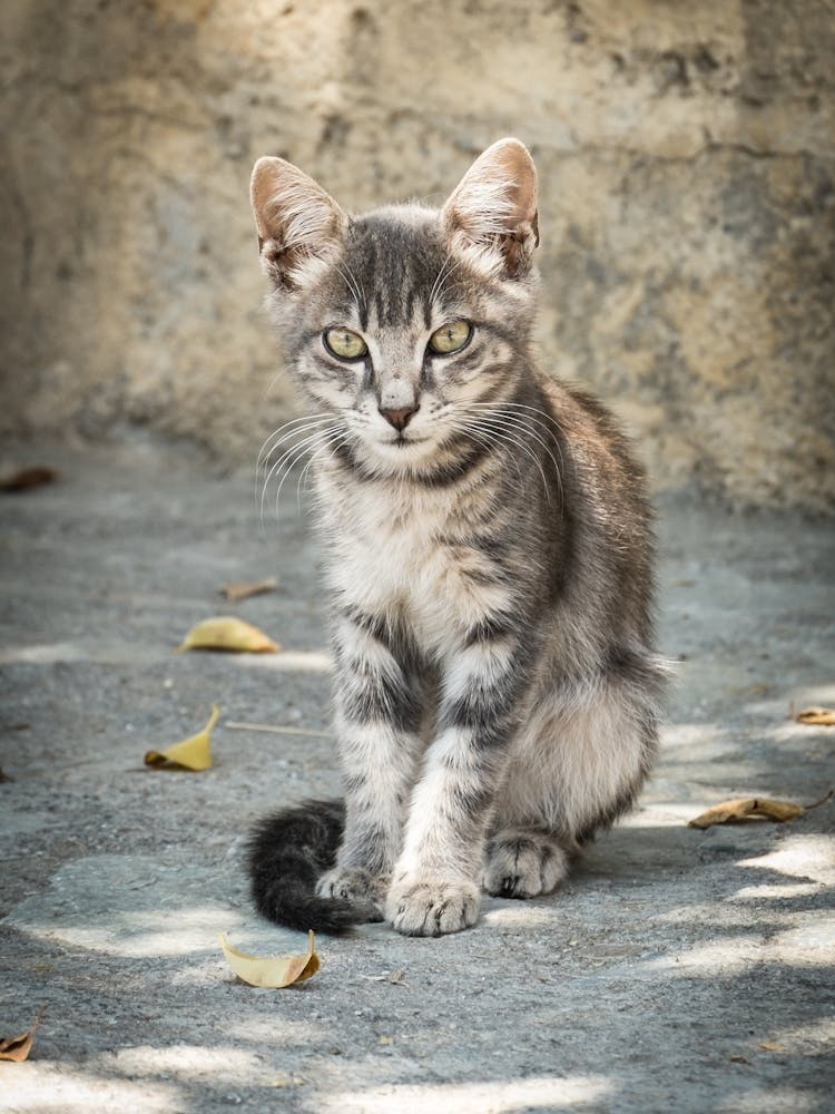 Little Greek Kitten 3 of 3 // Cat - Animal  Photography