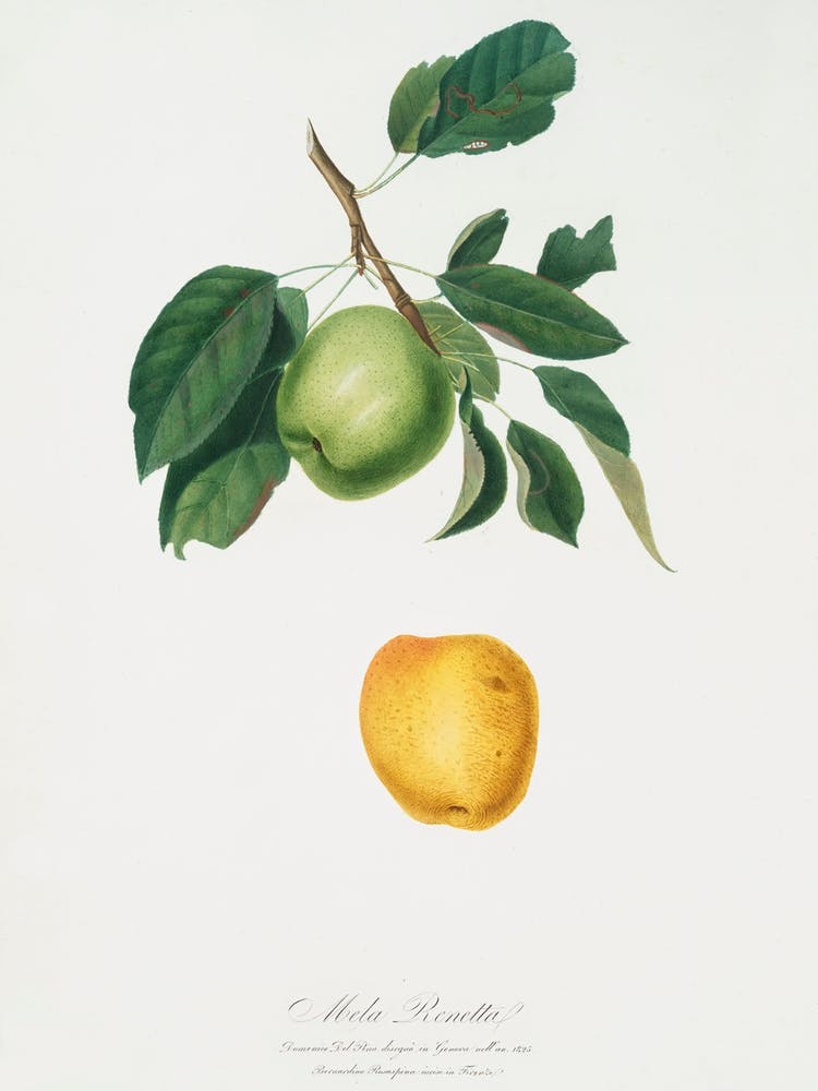 Apple (Malus Pumila) From Pomona Italiana (1817 - 1839), Giorgio Gallesio 1
