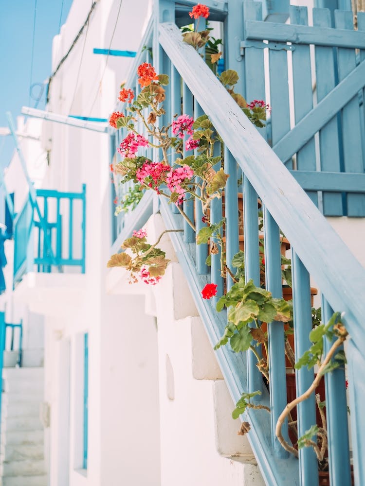 Flowers In Mykonos
