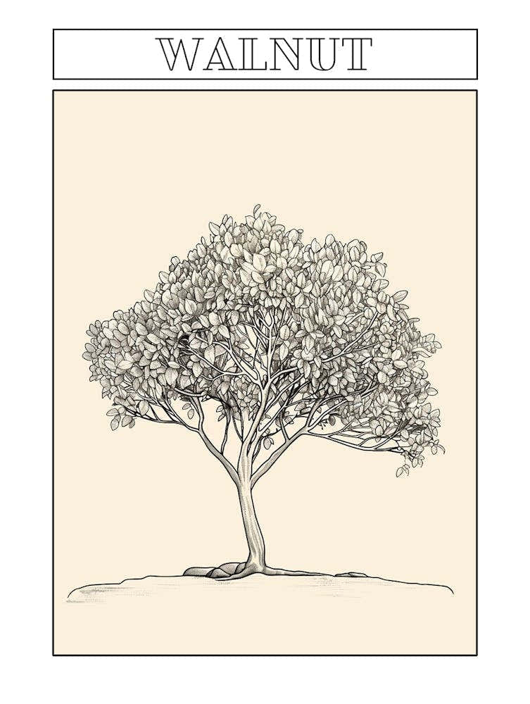 Walnut Tree Minimalistic Drawing 4 Poster
