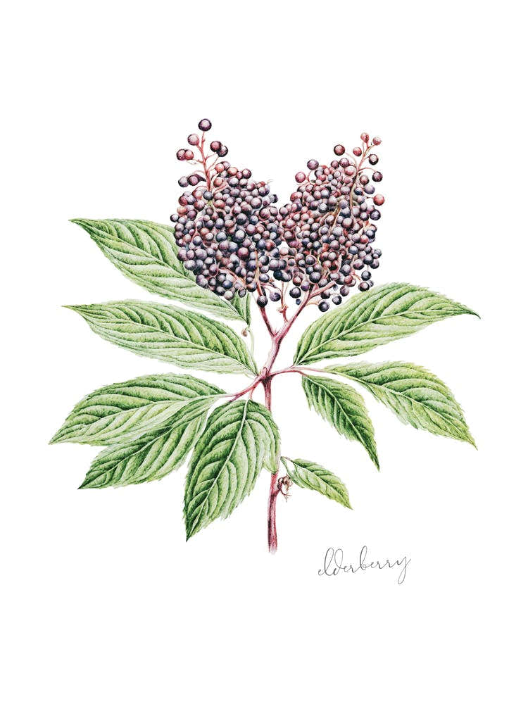 English Hedgerow Elderberry - Botanical Wall Print Set | Floral Collection