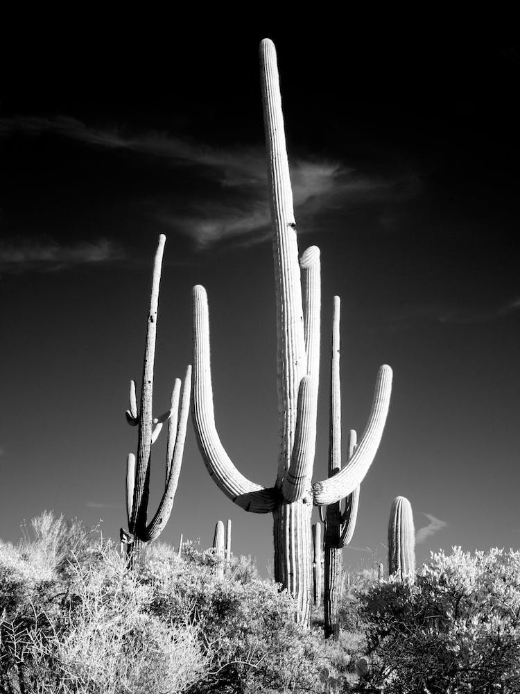 Saguaro Cacti Near Tucson, Arizona