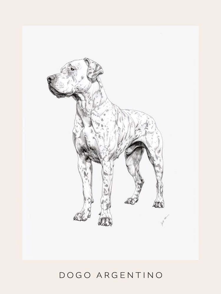 Dogo Argentino Dog Line Sketch 2 Poster