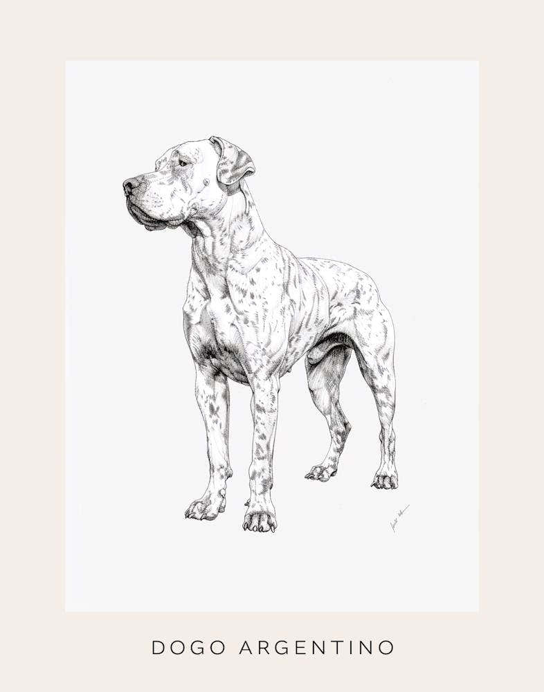Dogo Argentino Dog Line Sketch 2 Poster