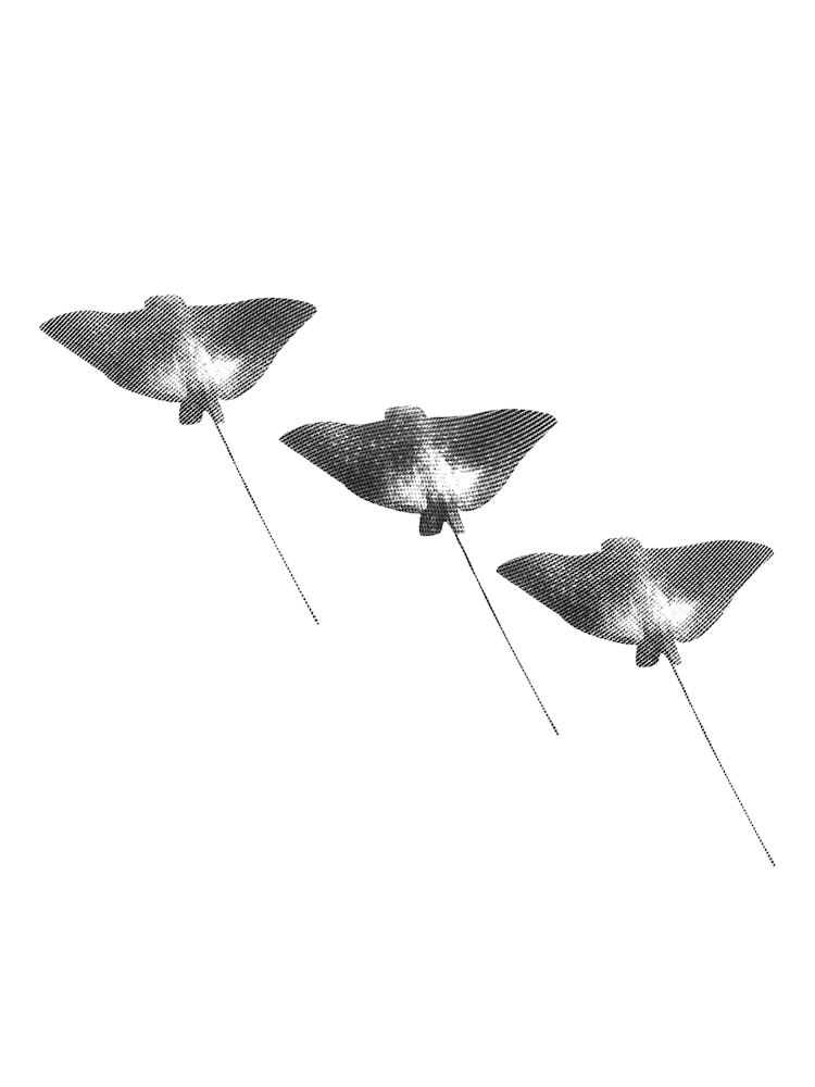 Spotted Eagle Ray Black and White Abstract Minimalist Boho Marine Life