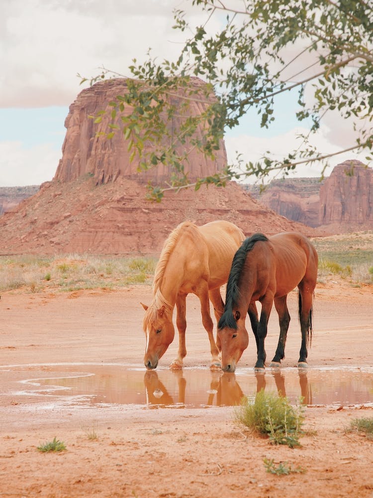 Utah Wild Horses