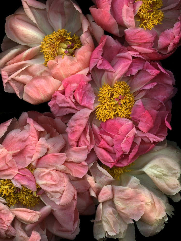 Pressed And Pretty In