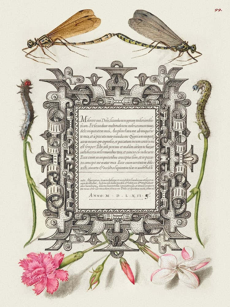 Damselflies, Caterpillars, Carnation, And Poet S Jasmine From Mira Calligraphiae Monumenta, Joris Hoefnagel