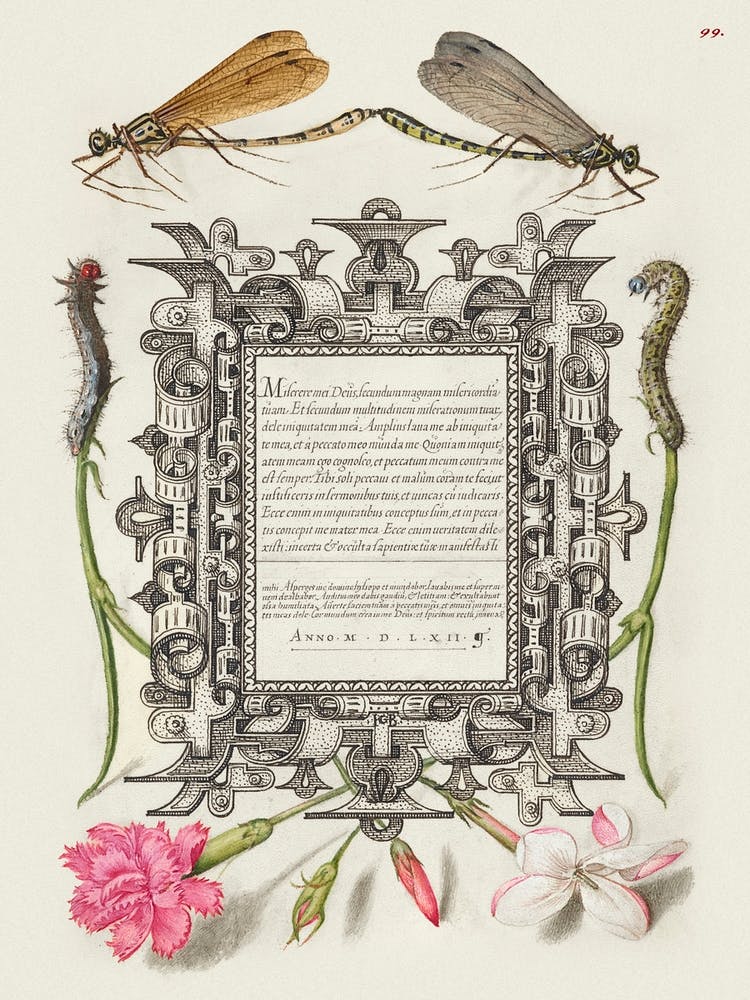 Damselflies, Caterpillars, Carnation, And Poet S Jasmine From Mira Calligraphiae Monumenta, Joris Hoefnagel