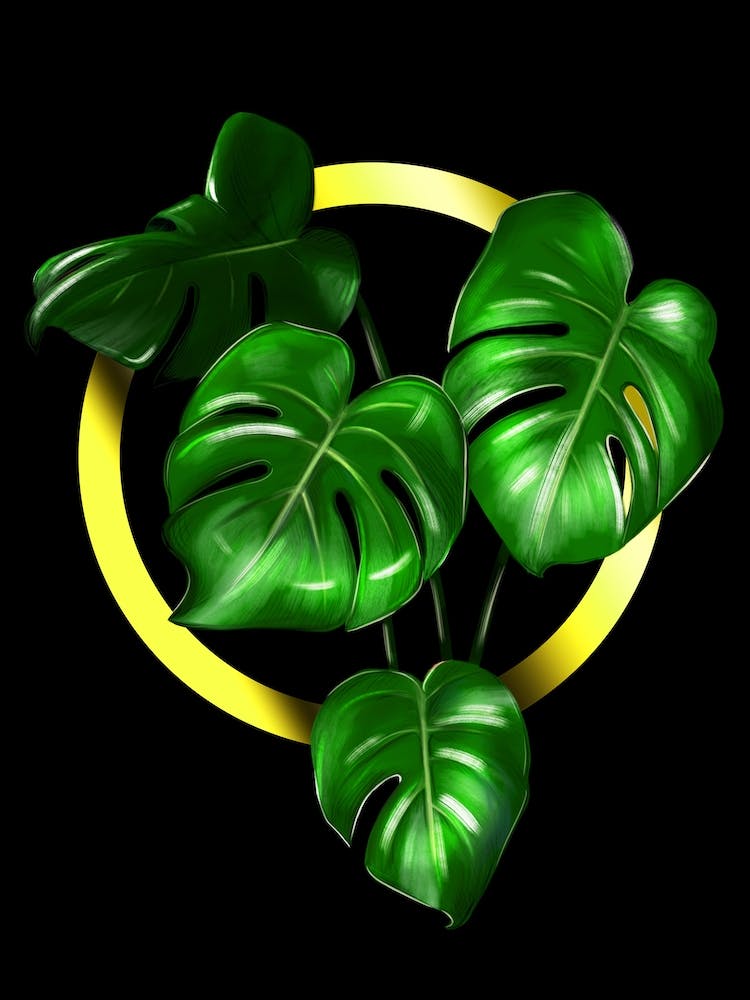 Monstera. Big green leaves in a gold circle on a black background.