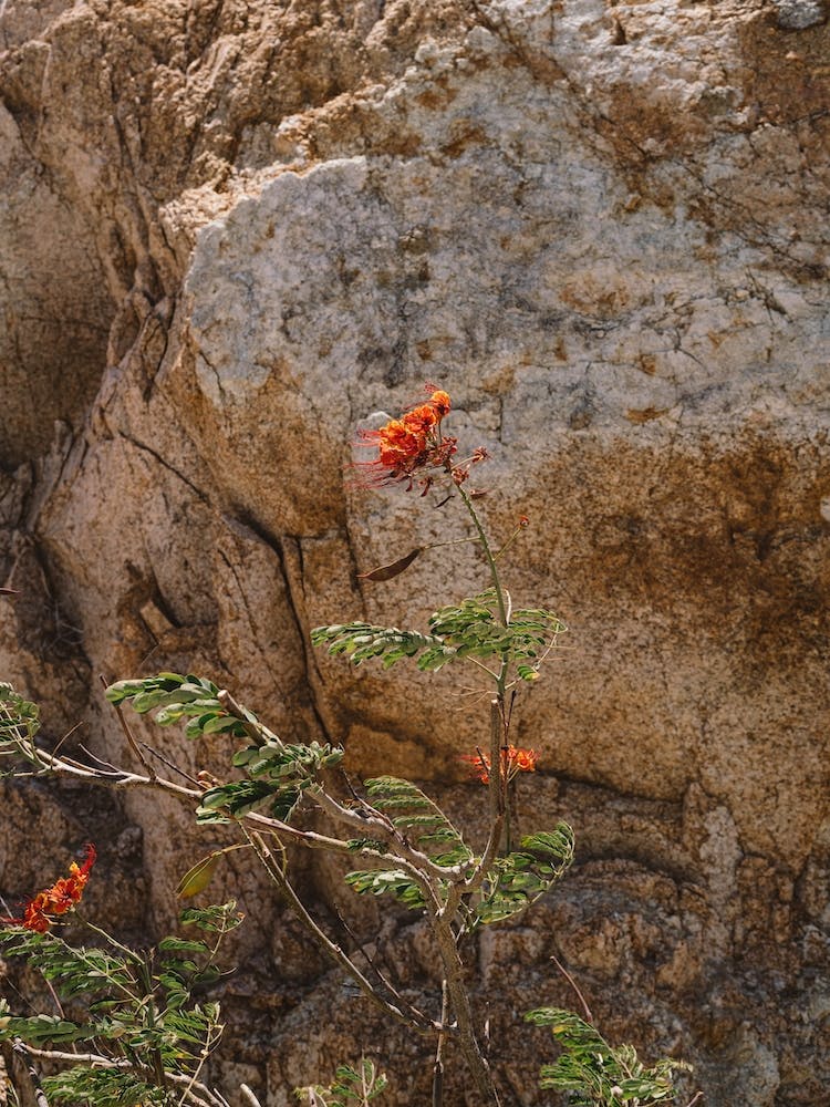 Mexico Mountain Flower