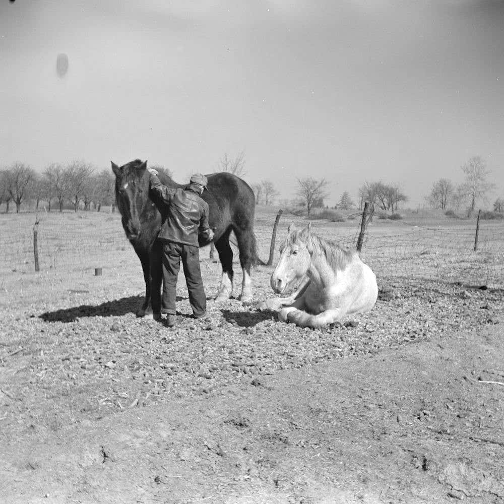 Erasty Emrich, Tenant Farmer Near Battle Ground, Indiana, Carrying One Of His Horses By Russell Lee