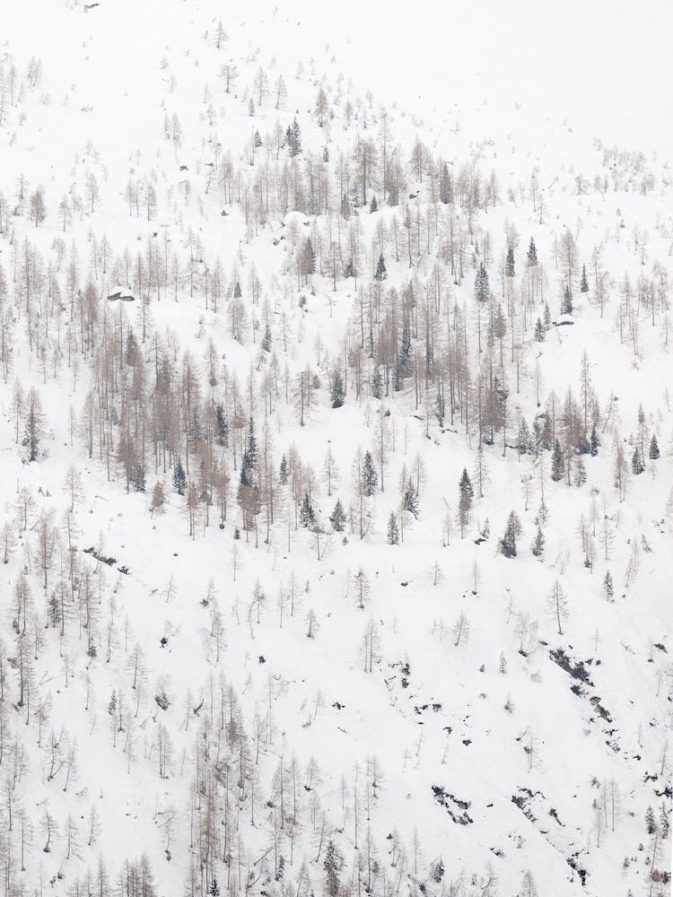 Sparse Winter Forest