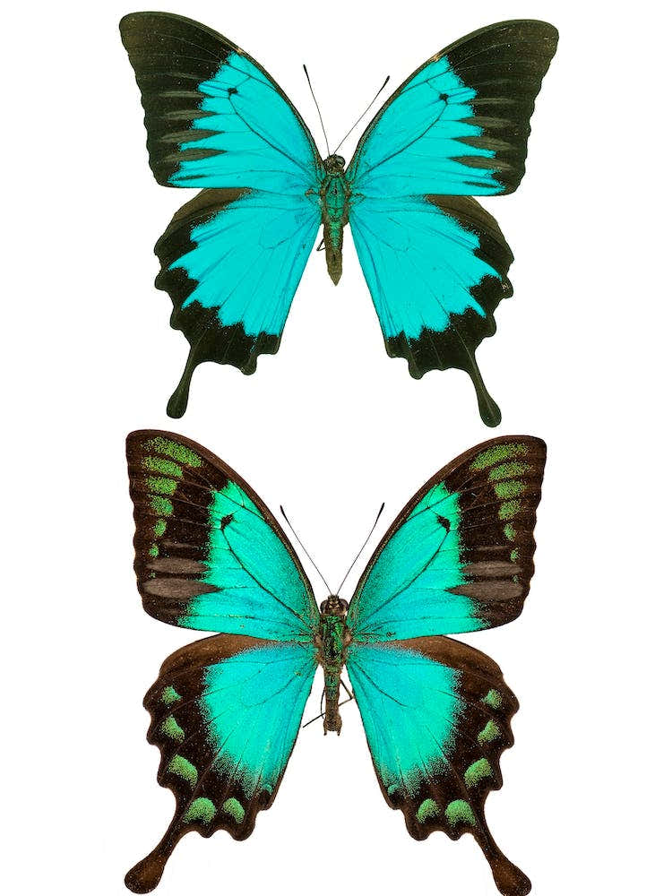 Two Bright Blue Butterflies 2