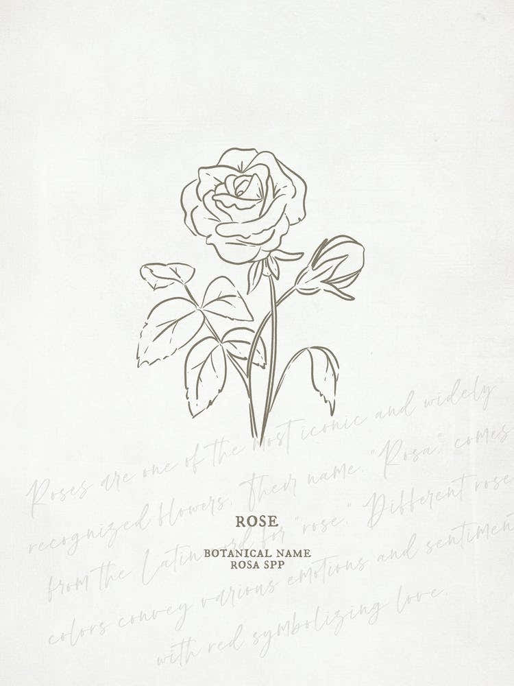 Rose Birth Flower | Antique
