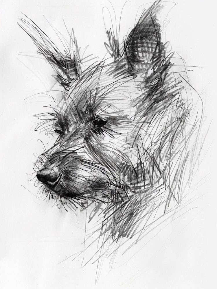 Portuguese Podengo Pequeno Charcoal Dog Line