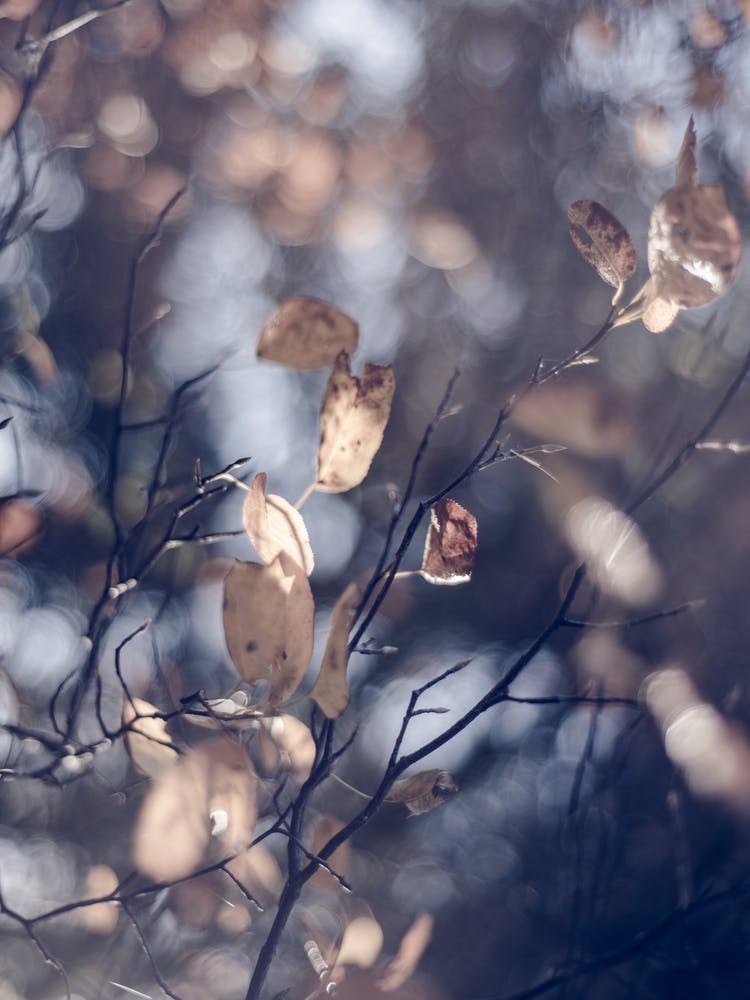 Autumn Leaves At Tree
