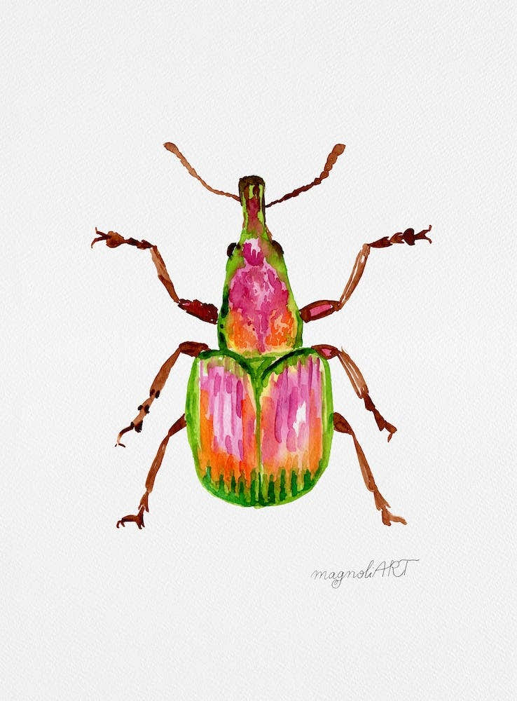 Rhynchites auratus, apricot weevil, watercolor artwork