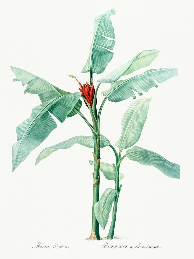 Scarlet Banana Illustration From Les Liliacées (1805), Pierre Joseph Redoute