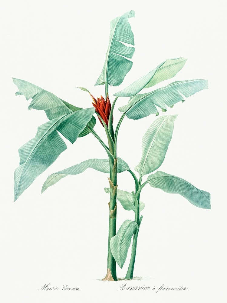 Scarlet Banana Illustration From Les Liliacées (1805), Pierre Joseph Redoute