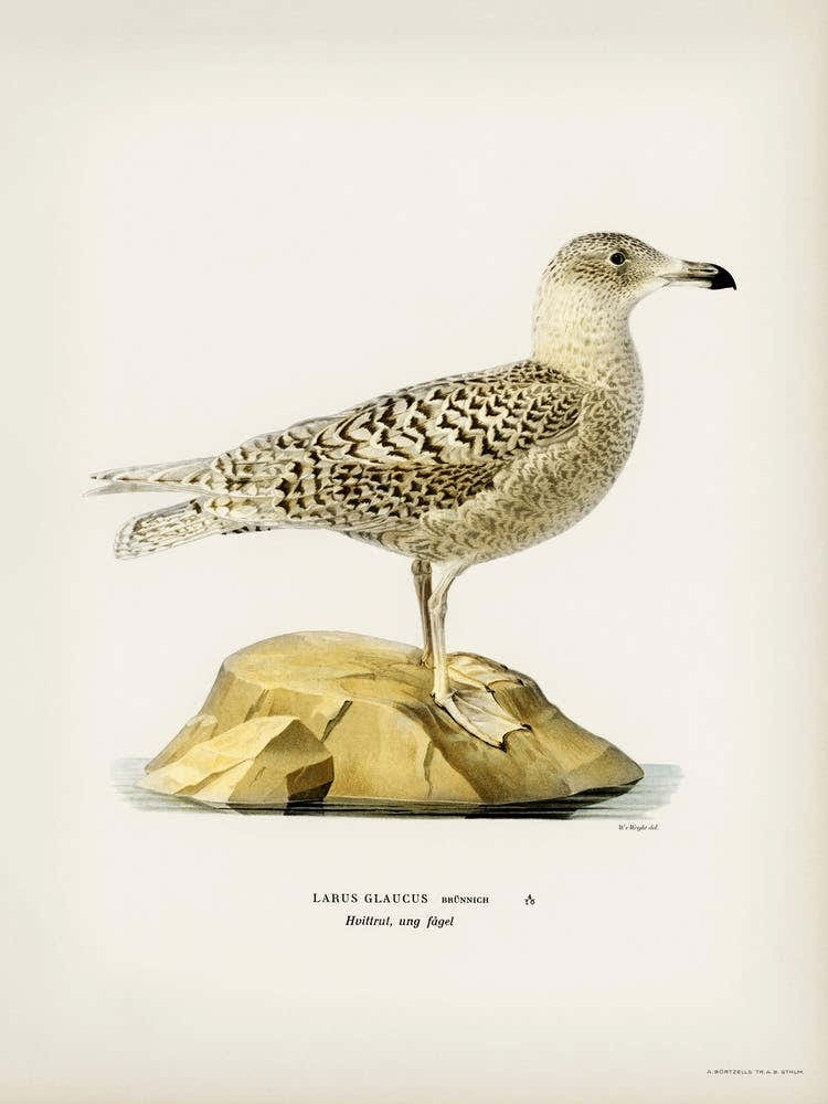 Glaucous Gull (Larus Glaucus), The Von Wright Brothers