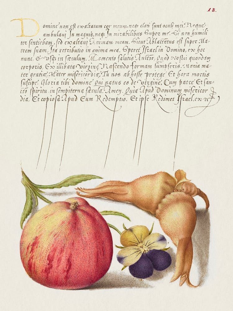 Common Apple, European Wild Pansy, And Giant Filbert From Mira Calligraphiae Monumenta, Joris Hoefnagel
