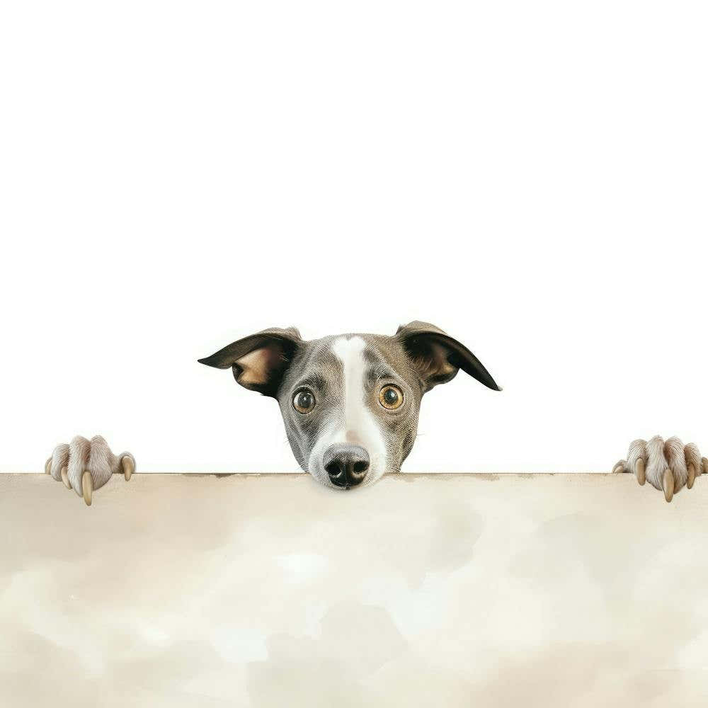 Greyhound Dog Peeking Over A Sign