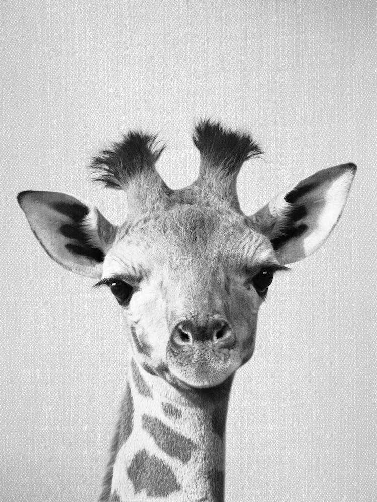 Baby Giraffe - Black & White