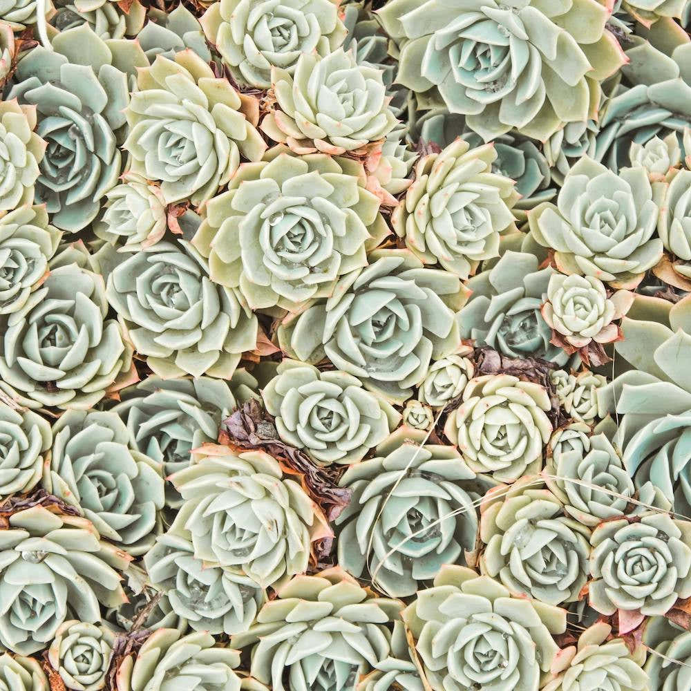 Echeveria Succulent Square