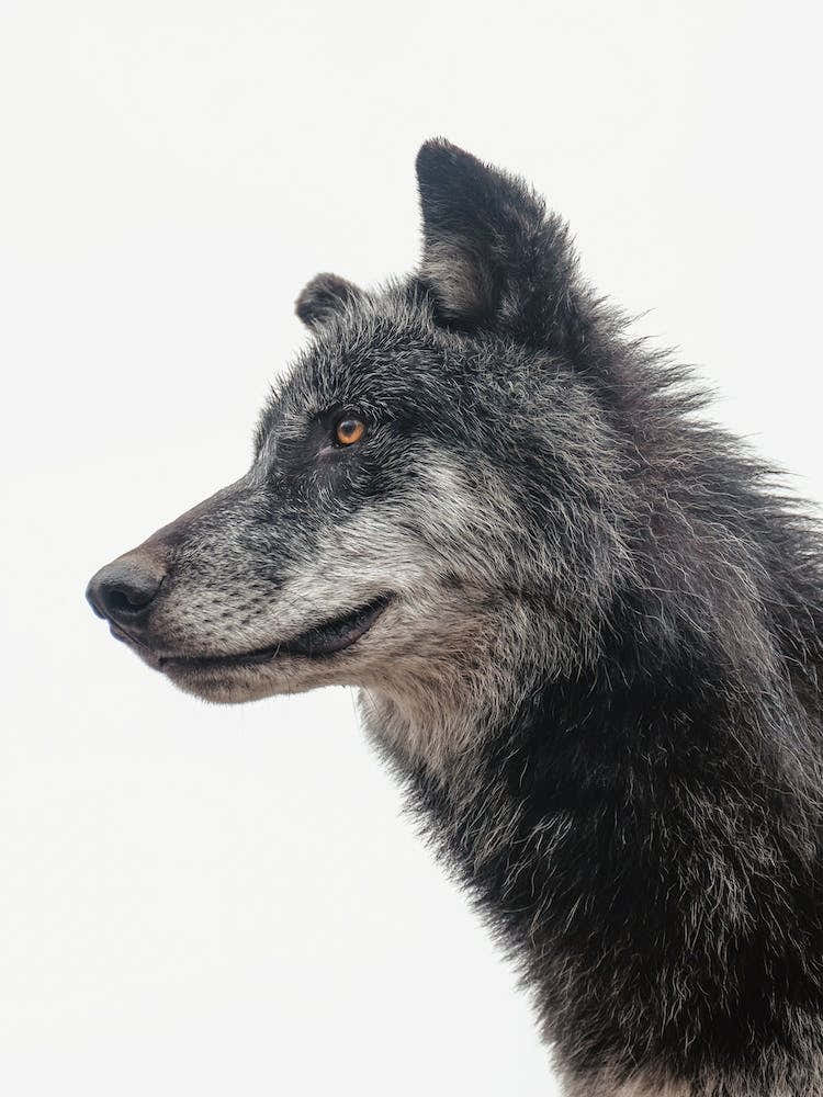 Black Wolf