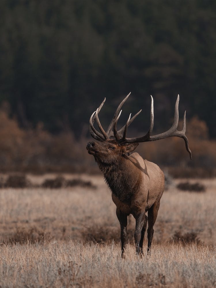 Western Bull Elk
