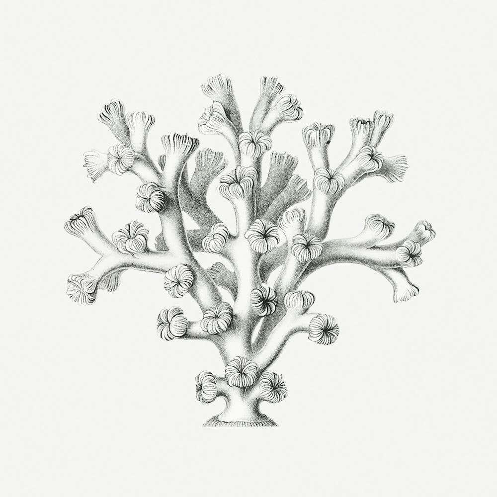 Vintage Coral, Ernst Haeckel
