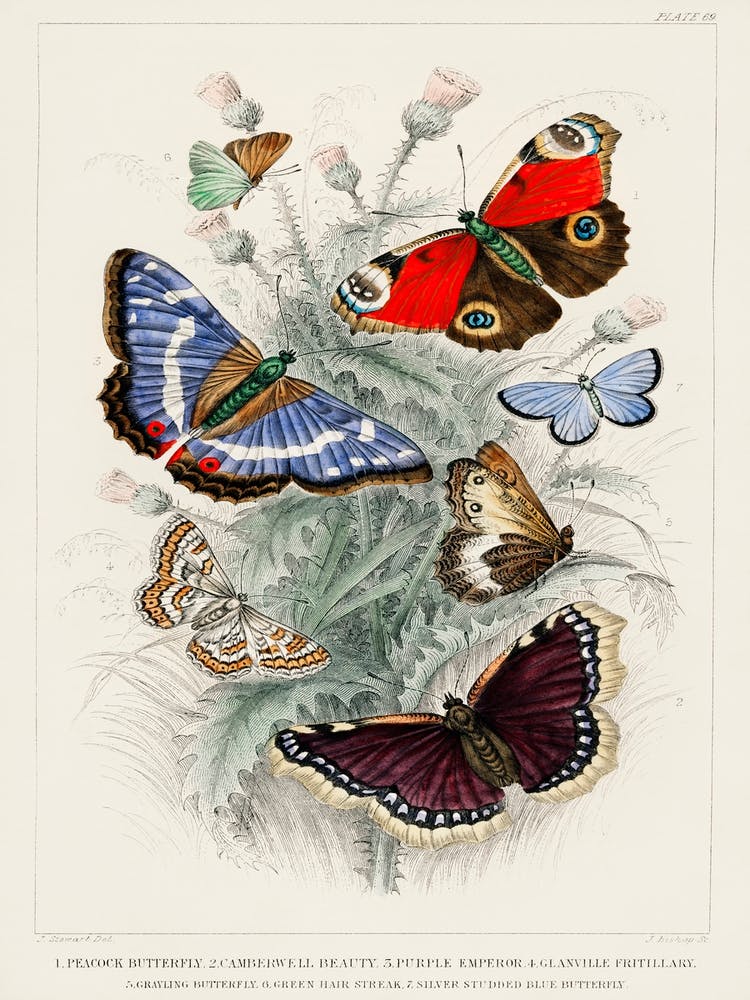 Peacock Butterfly, Camberwall Beauty, Purple Emperor, Glanville Fritillary, Grayling Butterfly, Green Hair Streak, And Silver Studded Blue Butterfly, Oliver Goldsmith