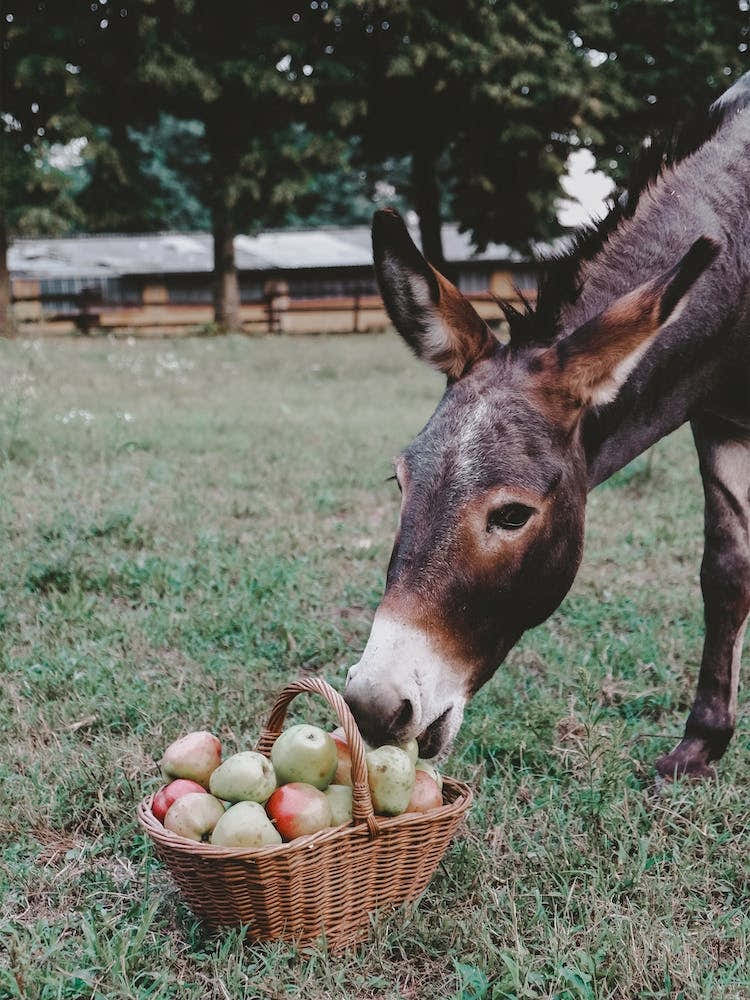 Mule Eating Apples