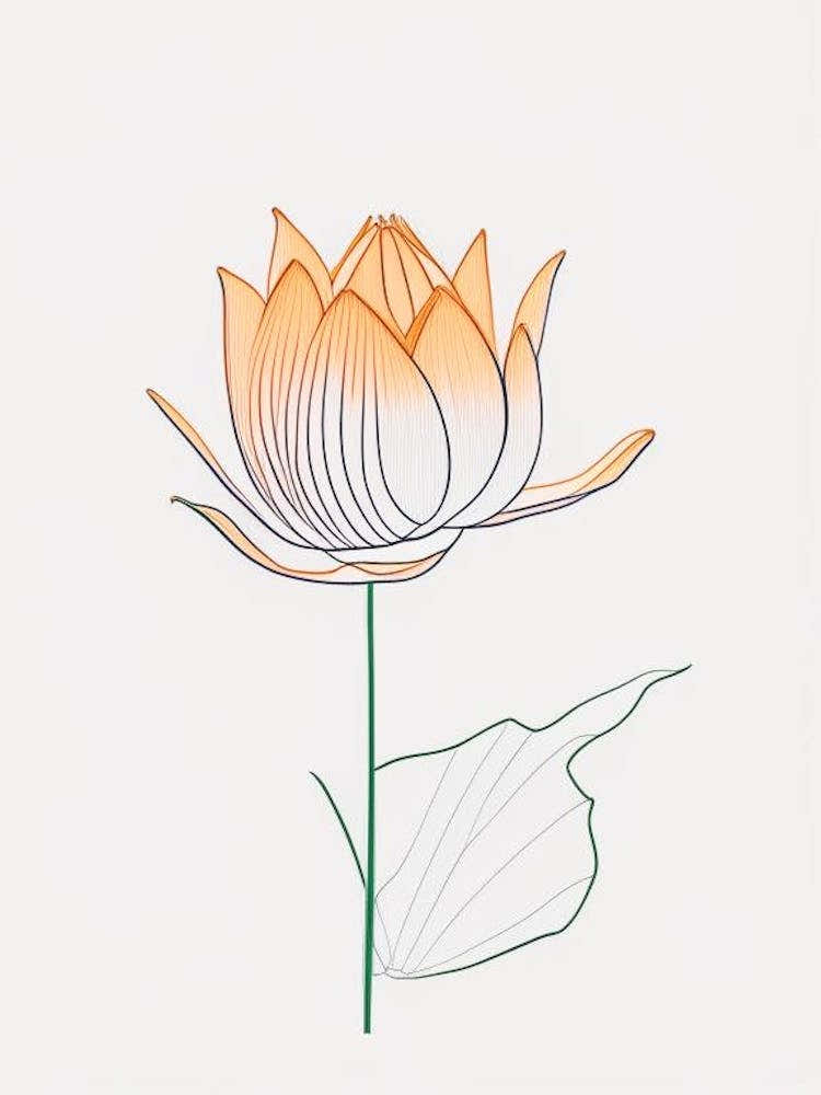 Lotus Flower In Garden Minimal Line Drawing 1