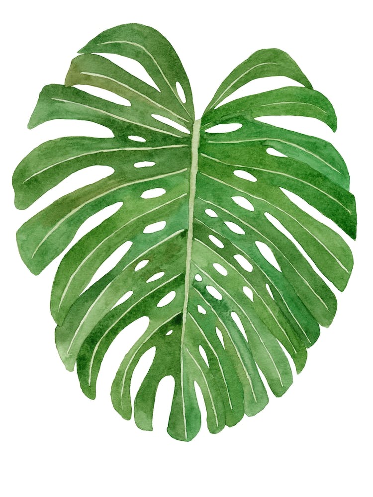 Watercolor Monstera Leaf