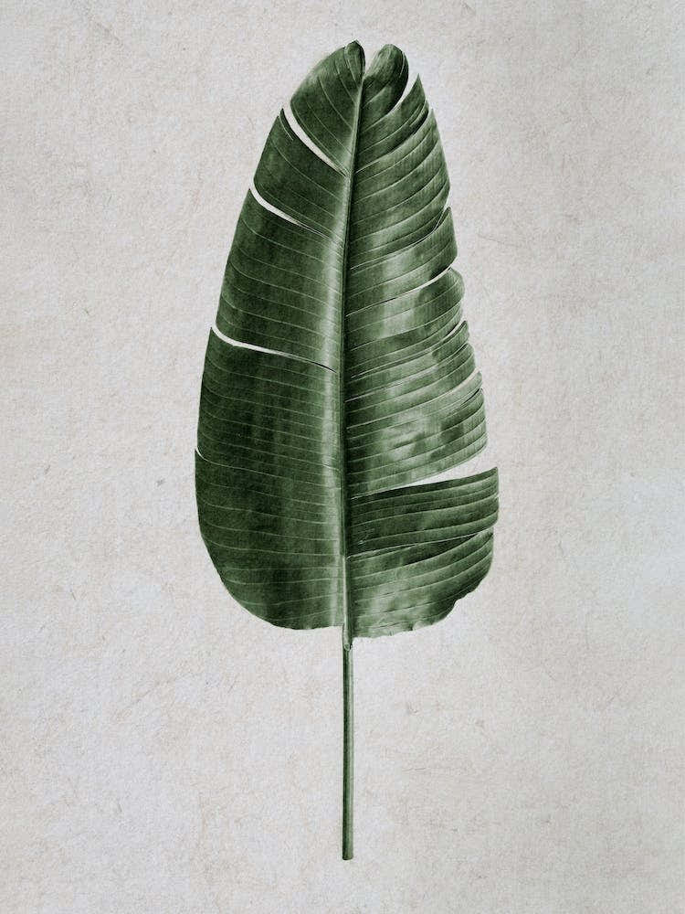 Tropical Banana Leaf