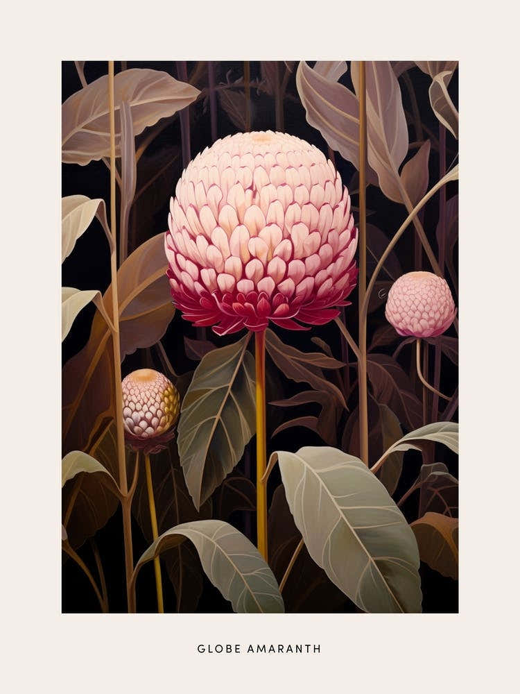 Flower Illustration Globe Amaranth 2 Poster