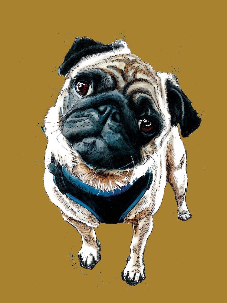 Teddy The Pug On Burnt Gold