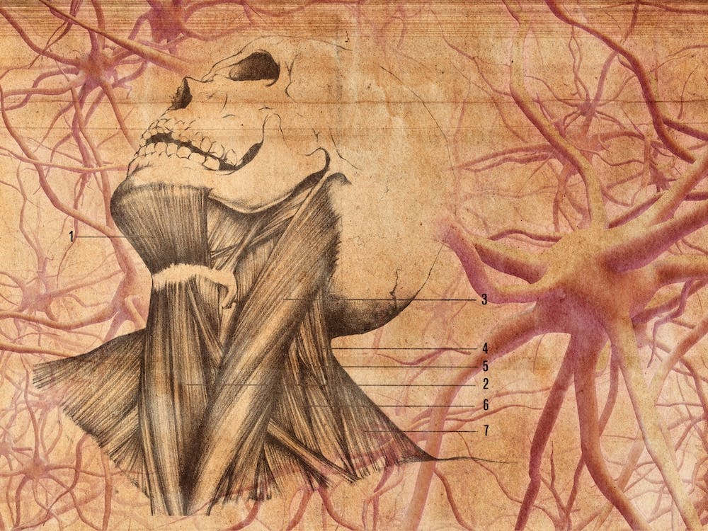 Vintage Anatomy Neurons