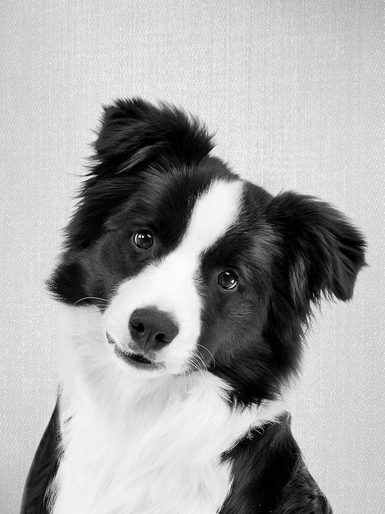 Border Collie - Black & White
