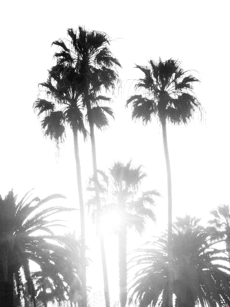 Black And White Palm Trees 1