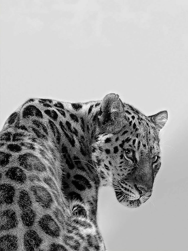 Tiger Black And White