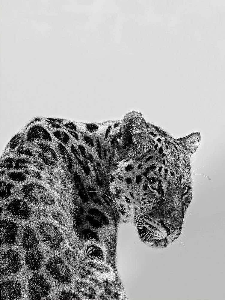 Tiger Black And White