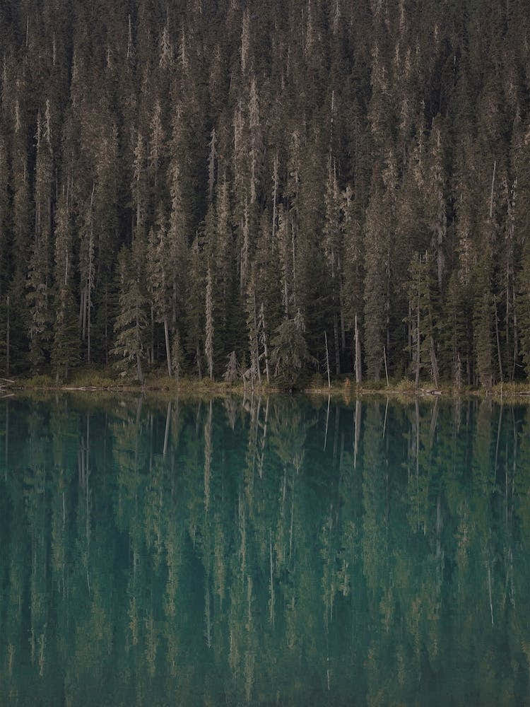 Forest Lake Reflection