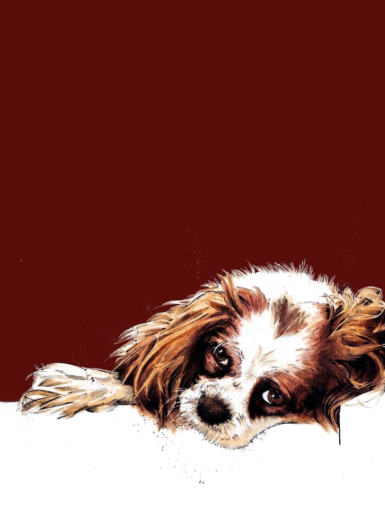 Meg The Cavalier Spaniel On Red Oxide