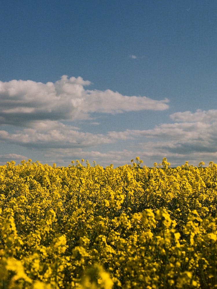 Yellow Canola Flower Field In South England