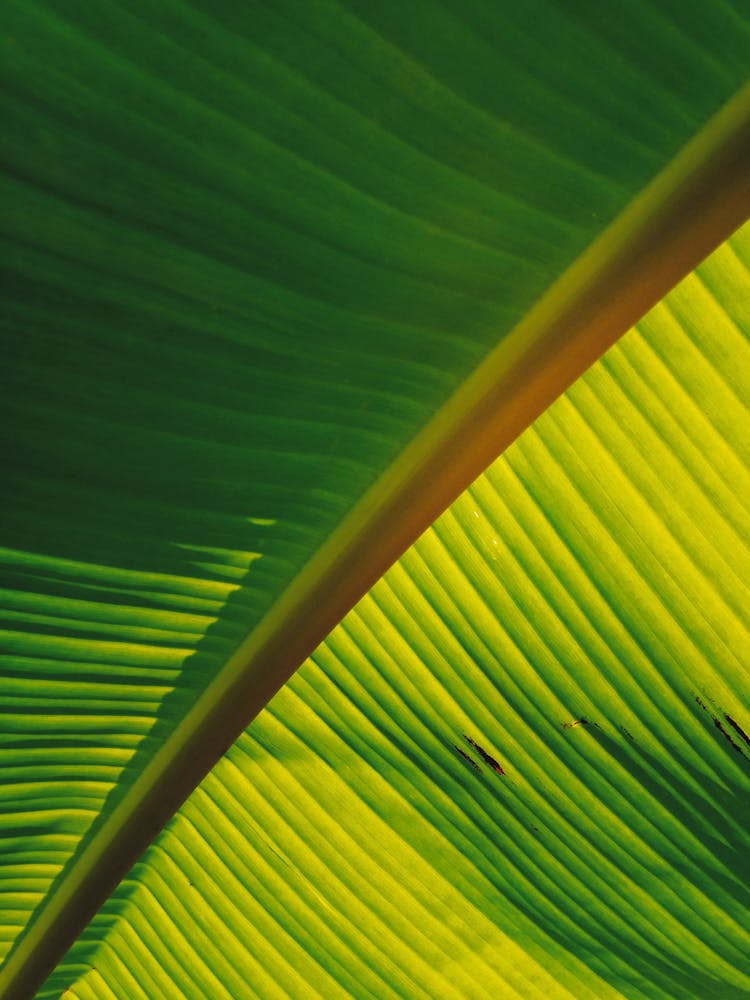 Close Up Of A Banana Leaf