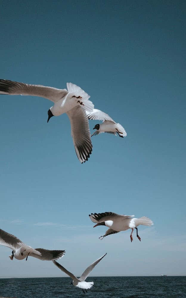 Flying Gulls