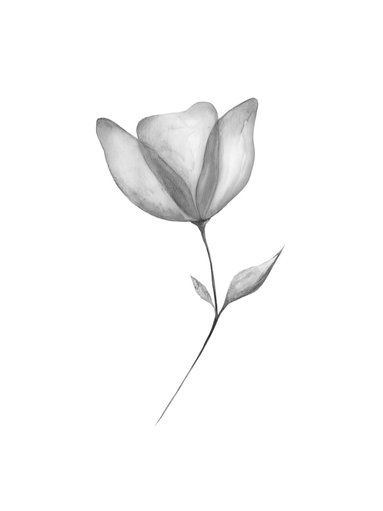 Flower In Black And White